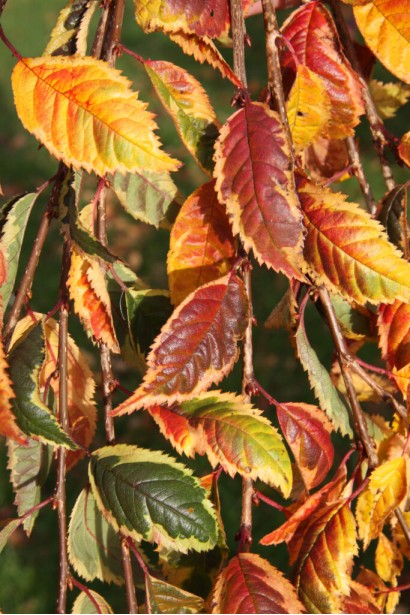 Сакура Фрілі Фок - строкате осіннє забарвлення листя